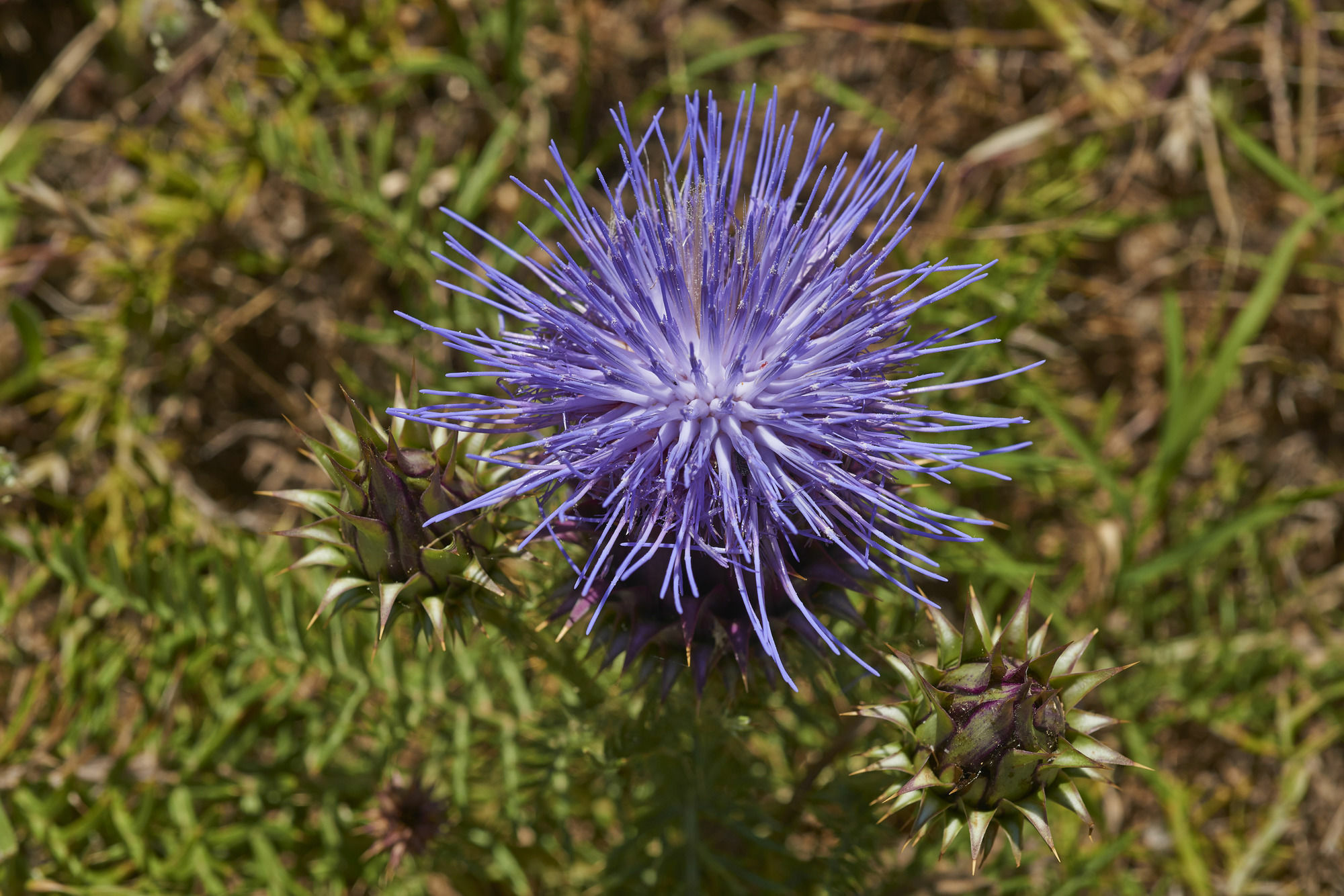 Hotel Rural Quinta do Marco - Nature&Dining Tavira Esterno foto